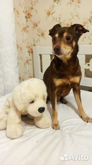 Собака бесплатно