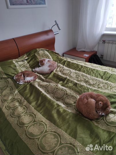 Рыжий котенок в добрые руки