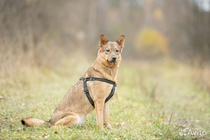 Клара выжила и ищет любящий дом
