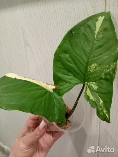 Сингониум империал Еллоу