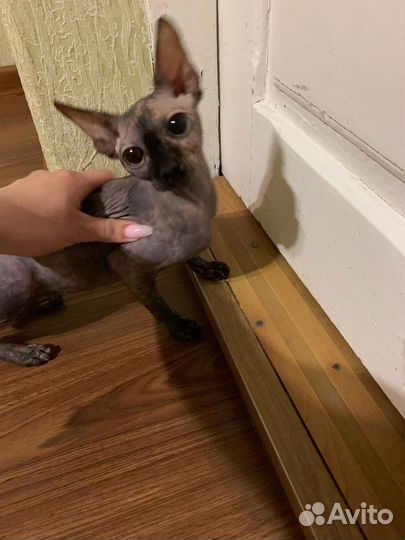Нашли котенка