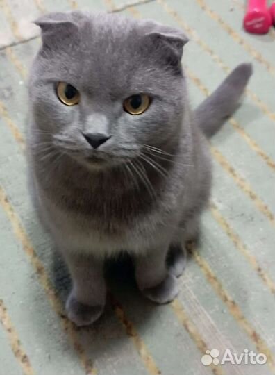 Отдам бесплатно, Британец-шотландец, 2 г