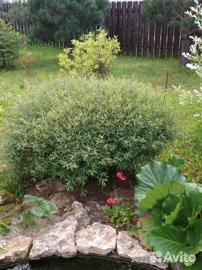 Ива пурпурная Нана