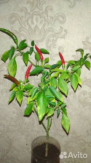 Перец острый, декоративный, комнатный, многолетний