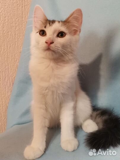 Котёнок в добрые руки бесплатно