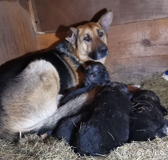 Продам щенков немецкой овчарки и кавказца