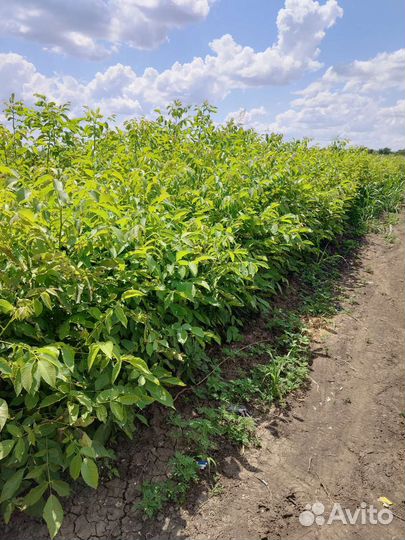 Грецкий орех саженцы