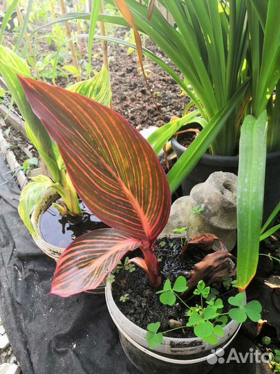 Канна Тропикана