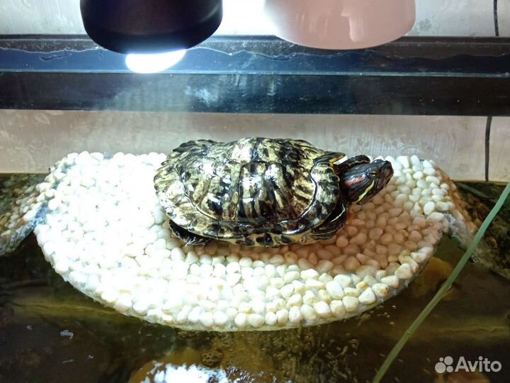 Террариум для красноухой черепахи