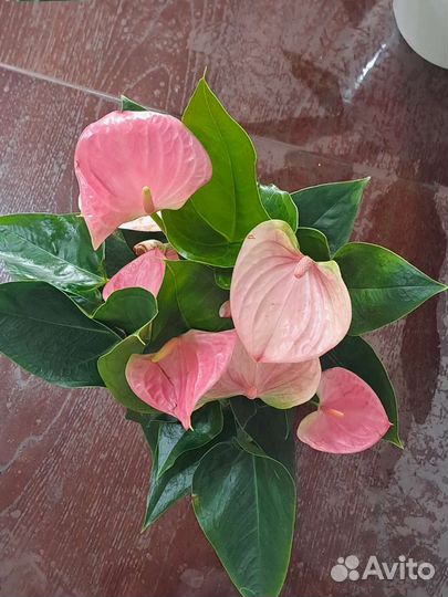 Антуриум монстера