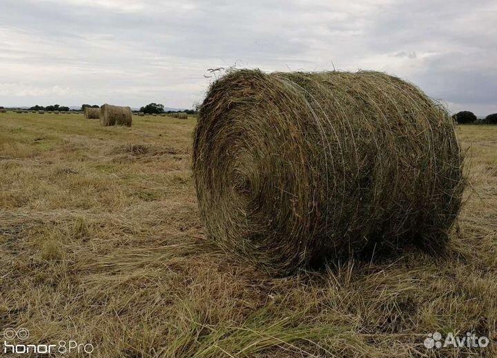 Продам сено