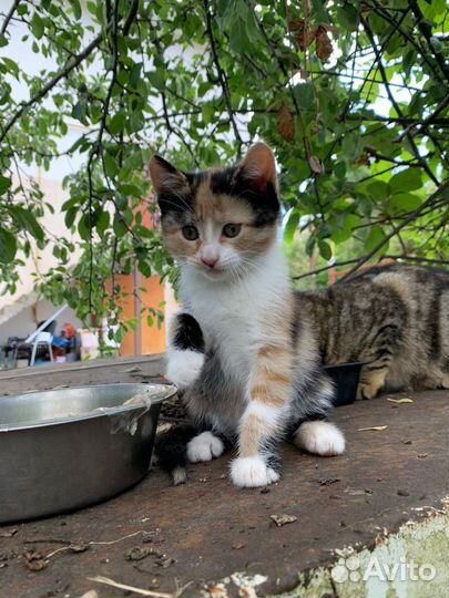 Домашние кошечки в добрые руки