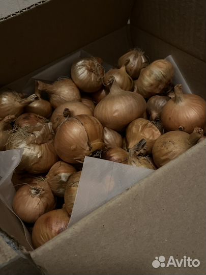 Лук деревенский на посадку/зелень/перо 1кг