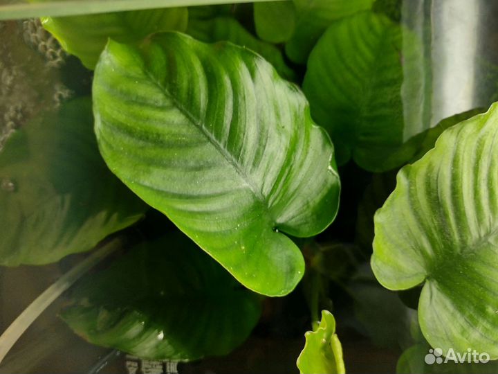 Жестколистные растения для аквариума,анубиас