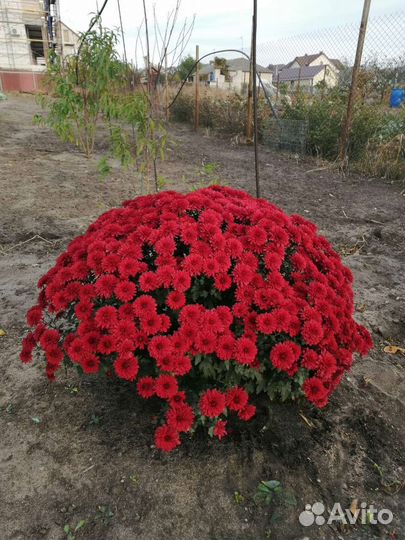 Хризантемы мультифлора