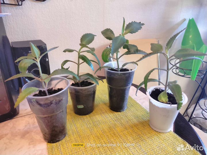 Каланхоэ лечебное