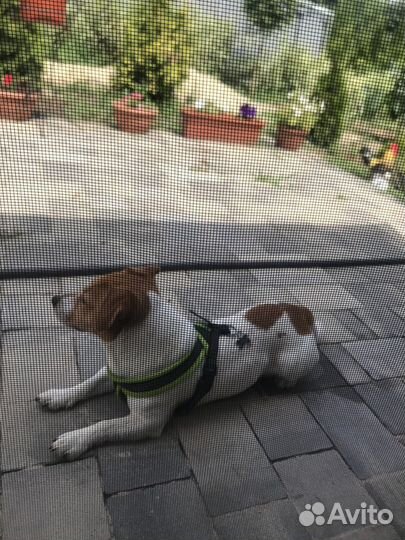 Вязка джек Рассел терьер