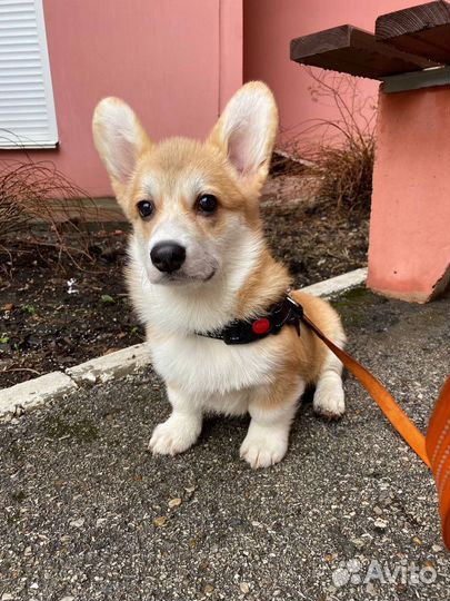 Собака для фотосессии