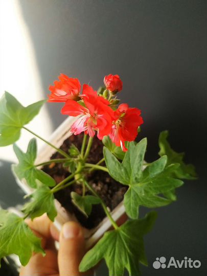 Пеларгония Твист, Звезда и Роза