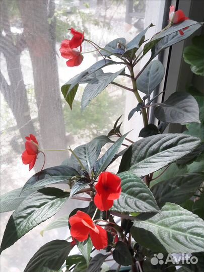 Бальзамин ванька мокрый