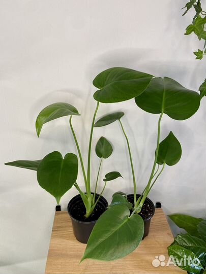 Монстера деликатесная