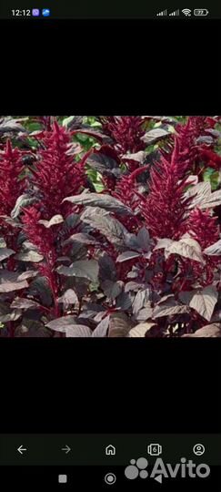 Семена амаранта