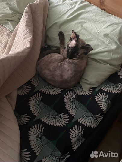 Сфинкс девочка в добрые руки