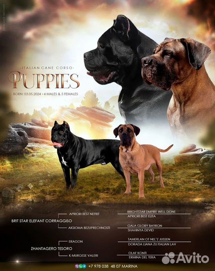 Щенки Кане Корсо
