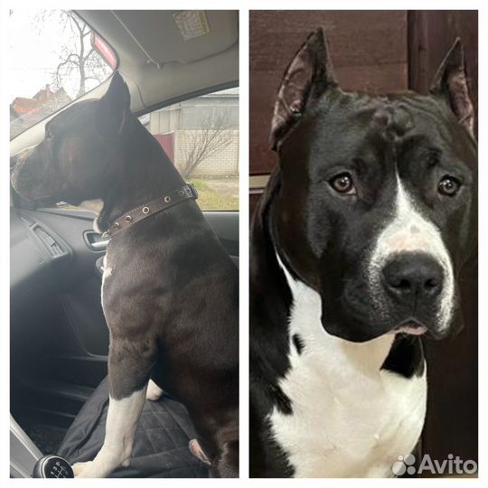 Вязка кобеля американский стаффордширский терьер