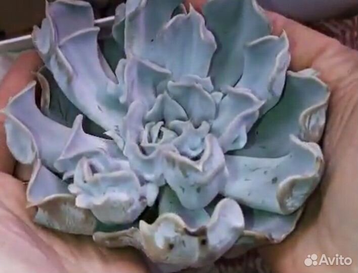 Криспата Бьюти и Триллер Перл