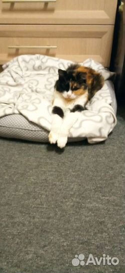 Возьму на передержку собаку или кошку