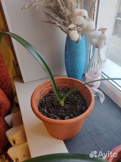 Комнатные растения кливия любой за 200