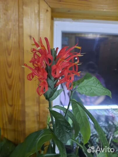 Пахистахис красный