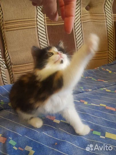 Ласковые кошечки в добрые руки бесплатно