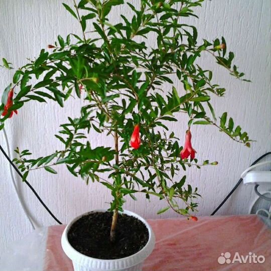 Гранат сортовой