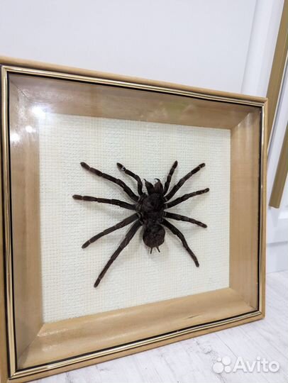 Паук птицеед Перу