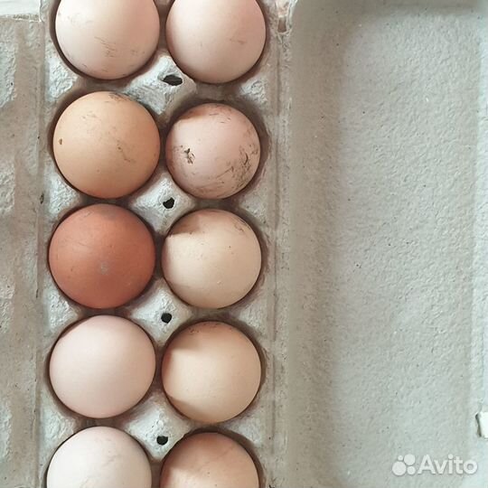 Инкубационные яйца