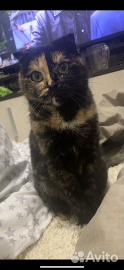 Кошки в добрые руки бесплатно