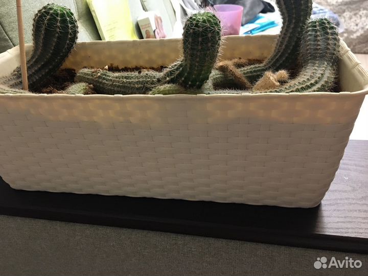 Кактусы и суккуленты