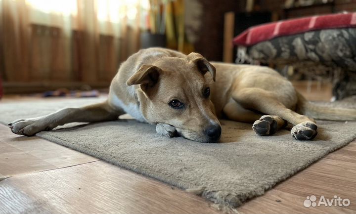 Собака в добрые руки