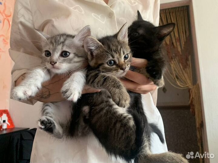 Котята в добрые руки даром