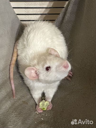 Клетка с крысами