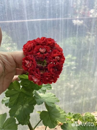 Пеларгония герань