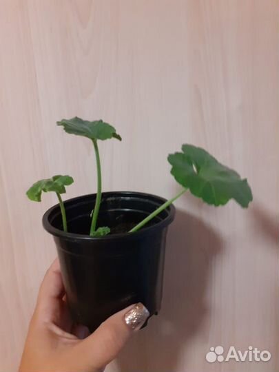 Пеларгония герань обмен