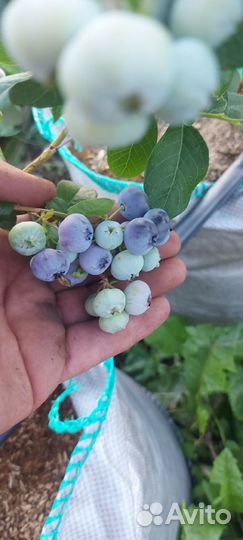 Саженцы голубики