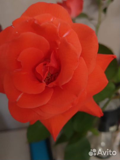 Кустовые розы в горшке