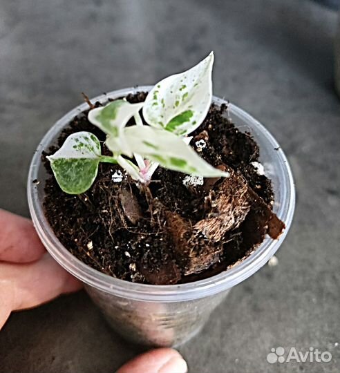 Антуриум вариегатный