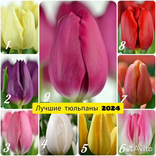 Тюльпаны к 8 марта