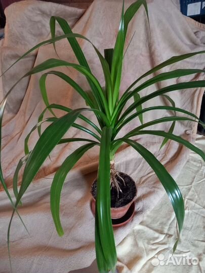 Пальма панданус