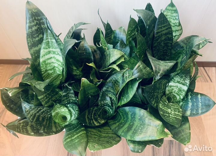 Сансивиерия или тещин язык